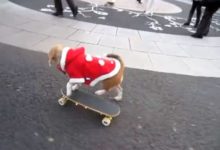 Los perros también practican skateboarding