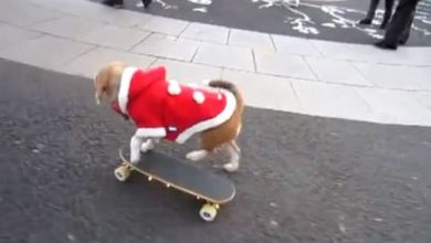 Los perros también practican skateboarding