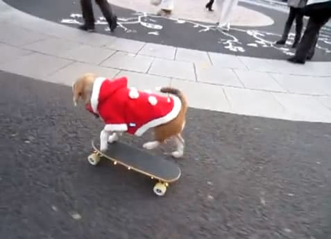 Los perros también practican skateboarding