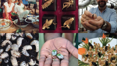 Comer insectos para saciar el hambre en el mundo
