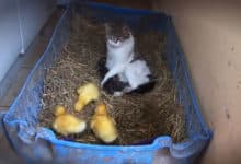 La gata, los gatitos y los patitos