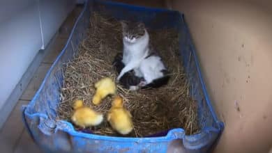 La gata, los gatitos y los patitos