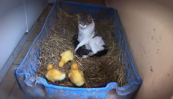 La gata, los gatitos y los patitos