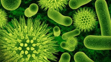 Bacterias que resuelven complejos problemas matemáticos