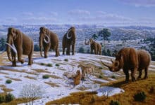 Los mamuts tenían anticongelante