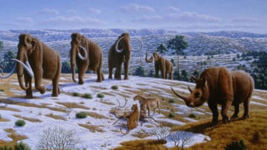 Los mamuts tenían anticongelante