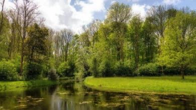 La Naturaleza y el bienestar