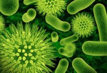 La promiscuidad de las bacterias