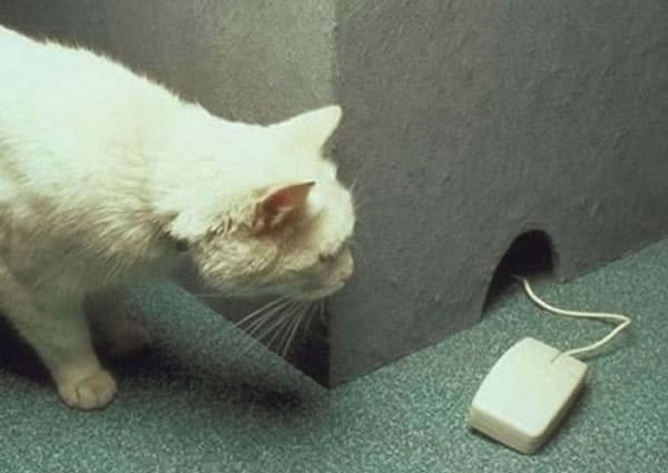 El ratón que sorprende al gato
