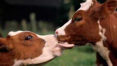 Qué culpa tienen las vacas...