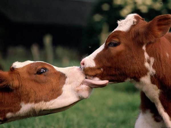 Qué culpa tienen las vacas...