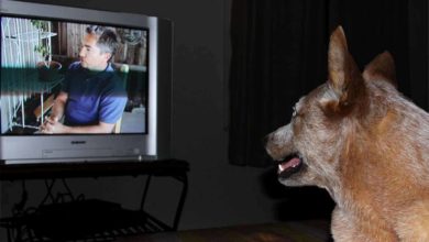 Los perros y la televisión