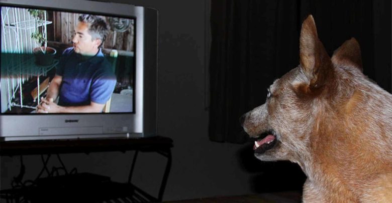 Los perros y la televisión