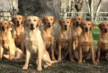 Un perro Labrador Retriever de Abantueso es ideal como animal de compañía