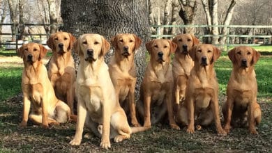 Un perro Labrador Retriever de Abantueso es ideal como animal de compañía