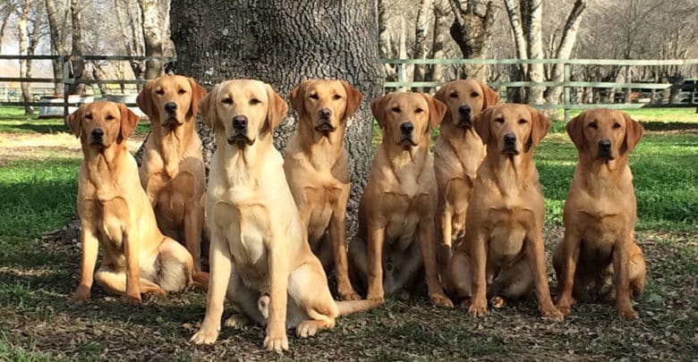 Un perro Labrador Retriever de Abantueso es ideal como animal de compañía