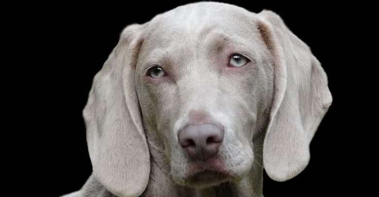 Los perros son capaces de descifrar lo que las personas muestran en su cara