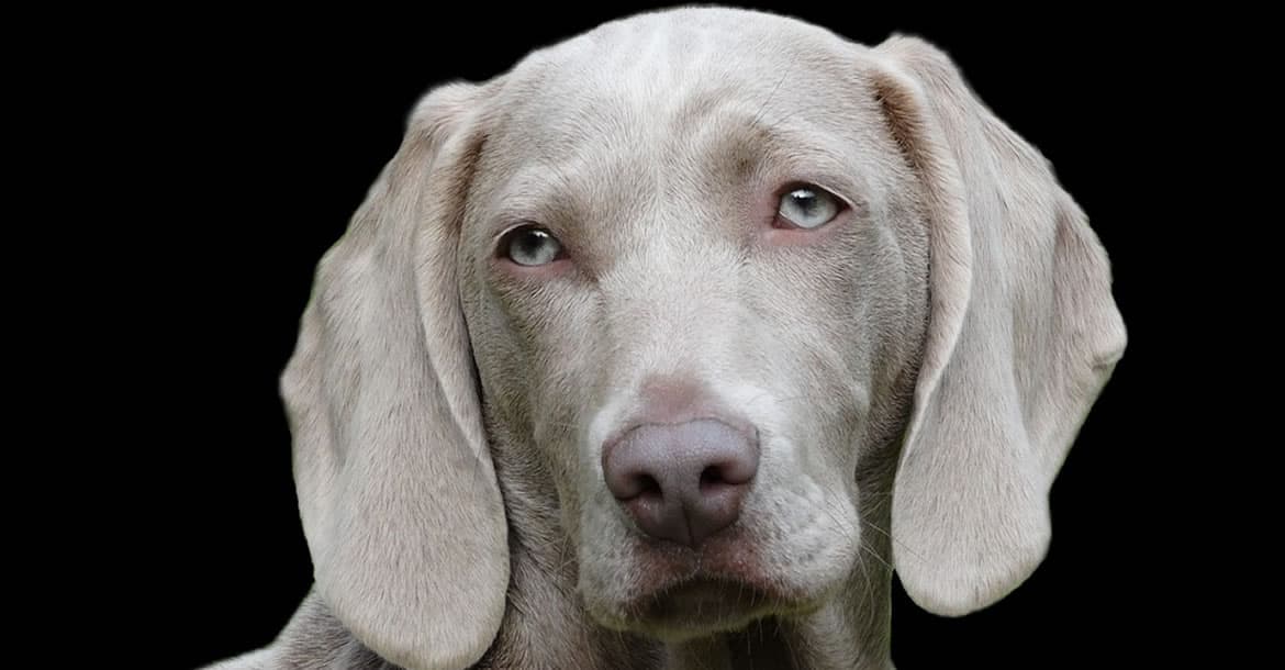 Los perros son capaces de descifrar lo que las personas muestran en su cara