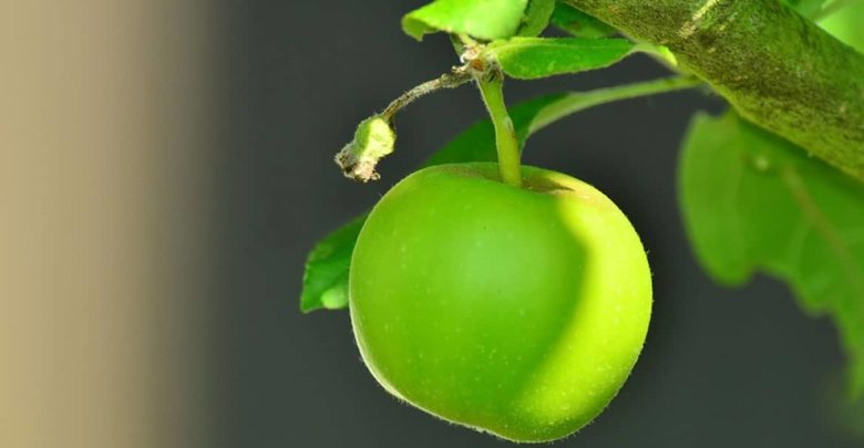 La famosa manzana y el pecado original