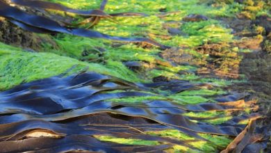 Las algas marinas son fundamentales para mantener un planeta sostenible