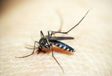 Por qué los mosquitos pican más a unas personas que a otras