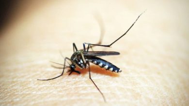 Por qué los mosquitos pican más a unas personas que a otras