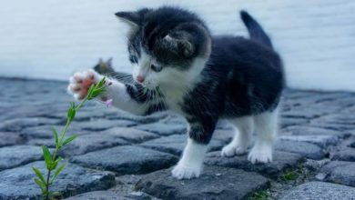 Cómo afrontar la llegada de un gatito al hogar