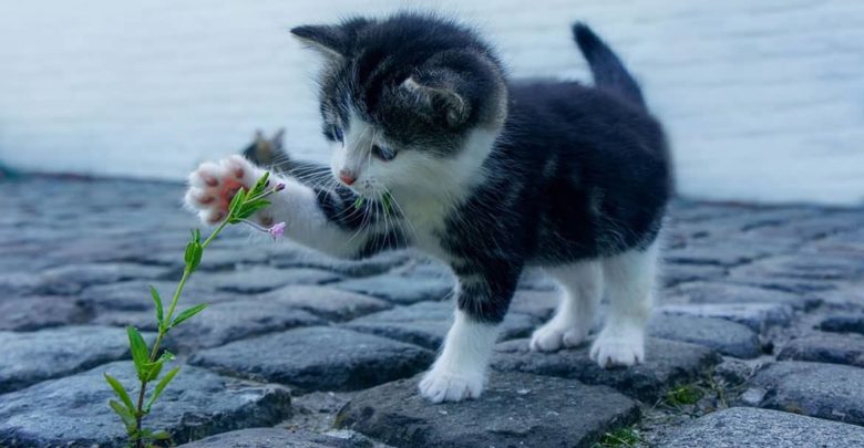 Cómo afrontar la llegada de un gatito al hogar