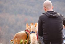 El aroma del sándalo sintético para que crezca de nuevo el pelo en personas calvas