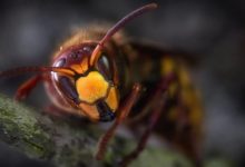 Utilización del veneno de avispas para eliminar bacterias