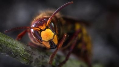 Utilización del veneno de avispas para eliminar bacterias