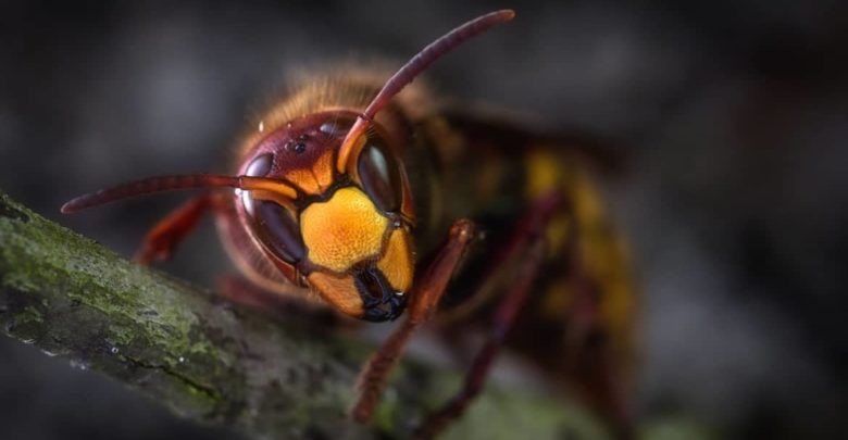 Utilización del veneno de avispas para eliminar bacterias
