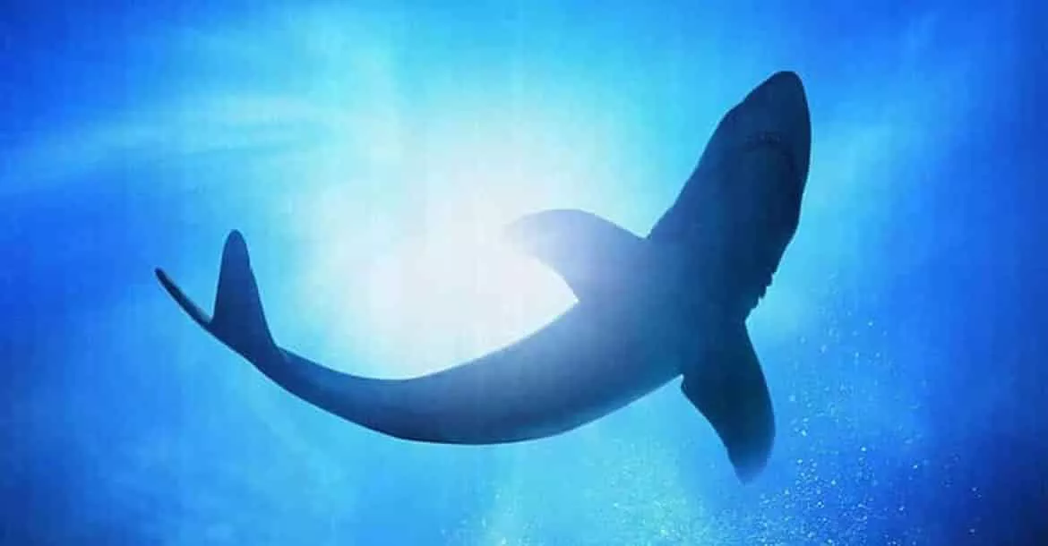 Analizar protocolos de red con Wireshark