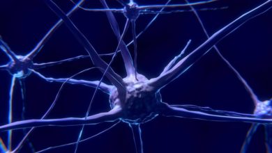 Se ha demostrado que seguimos creando neuronas después de los 87 años