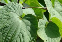 Kava, la planta que produce moléculas analgésicas y ansiolíticas