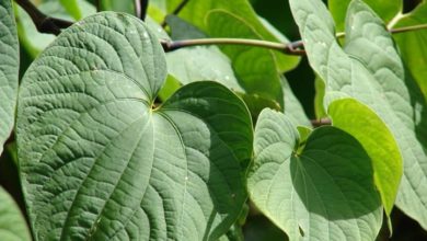 Kava, la planta que produce moléculas analgésicas y ansiolíticas