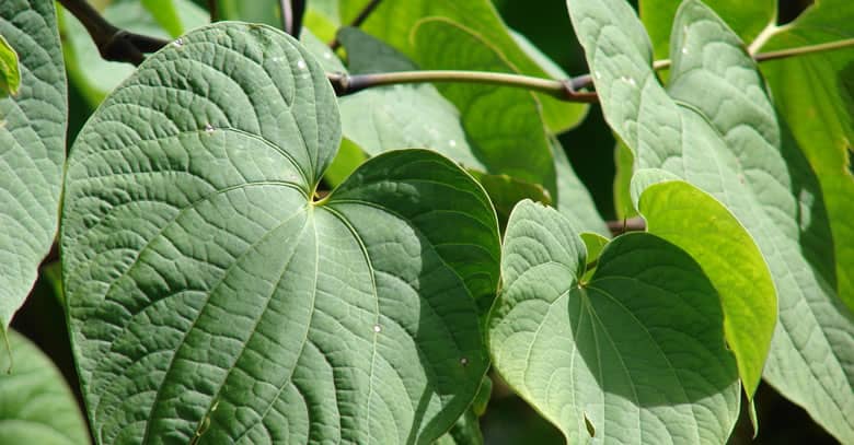 Kava, la planta que produce moléculas analgésicas y ansiolíticas