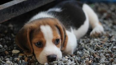 Acariciar y mimar a mascotas contribuye a la disminución del estrés