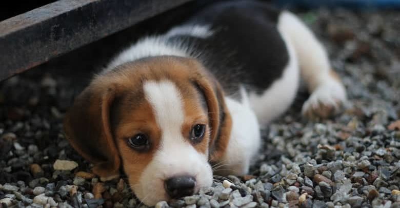 Acariciar y mimar a mascotas contribuye a la disminución del estrés