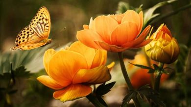 Cómo disfrutar de flores y plantas