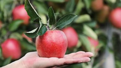 El sabor de las manzanas y de lo prohibido