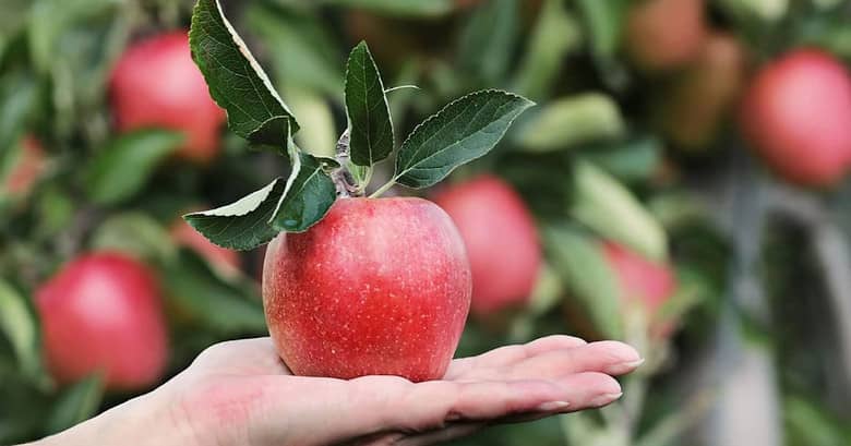 El sabor de las manzanas y de lo prohibido