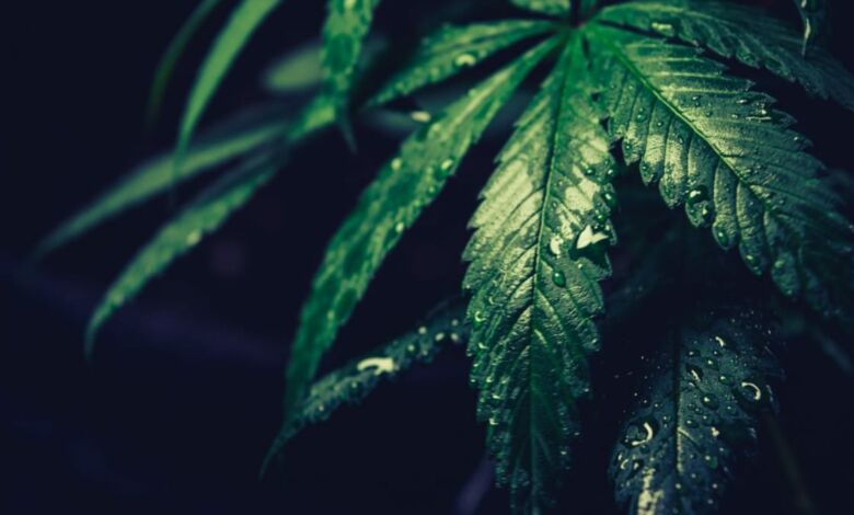 ¿Cómo clonar plantas de cannabis y extraer esquejes para cultivar?