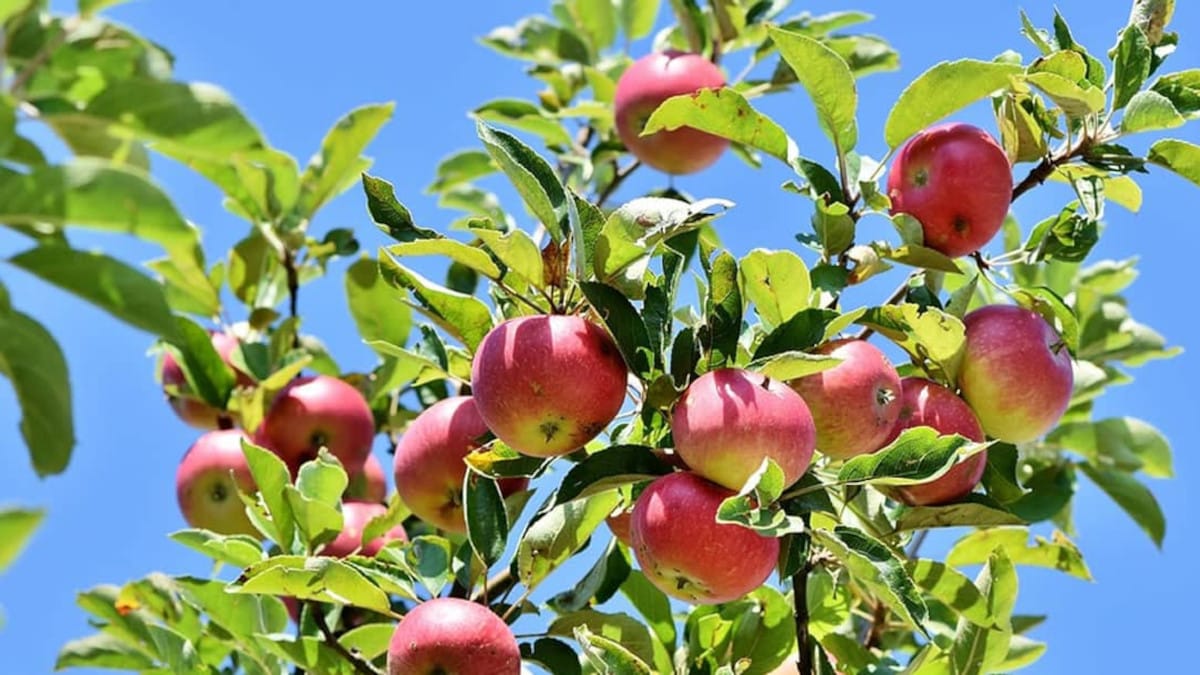 La Física y las manzanas