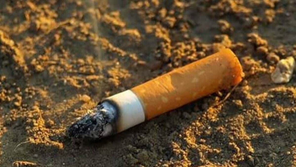Las colillas de los cigarros producen un enorme daño en las plantas Las colillas de los cigarros producen un enorme daño en las plantas