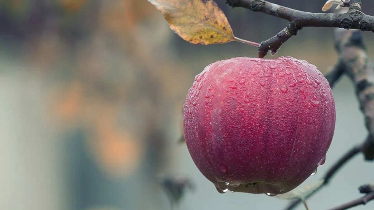 Una ciencia que parte de una manzana