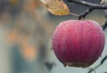 Una ciencia que parte de una manzana