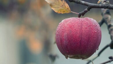 Una ciencia que parte de una manzana