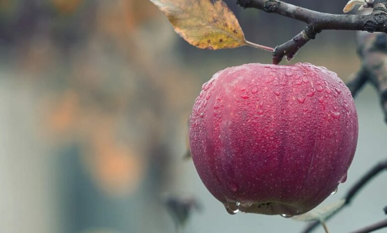 Una ciencia que parte de una manzana