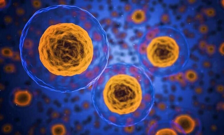 Cómo son las células, los ladrillos de nuestro organismo